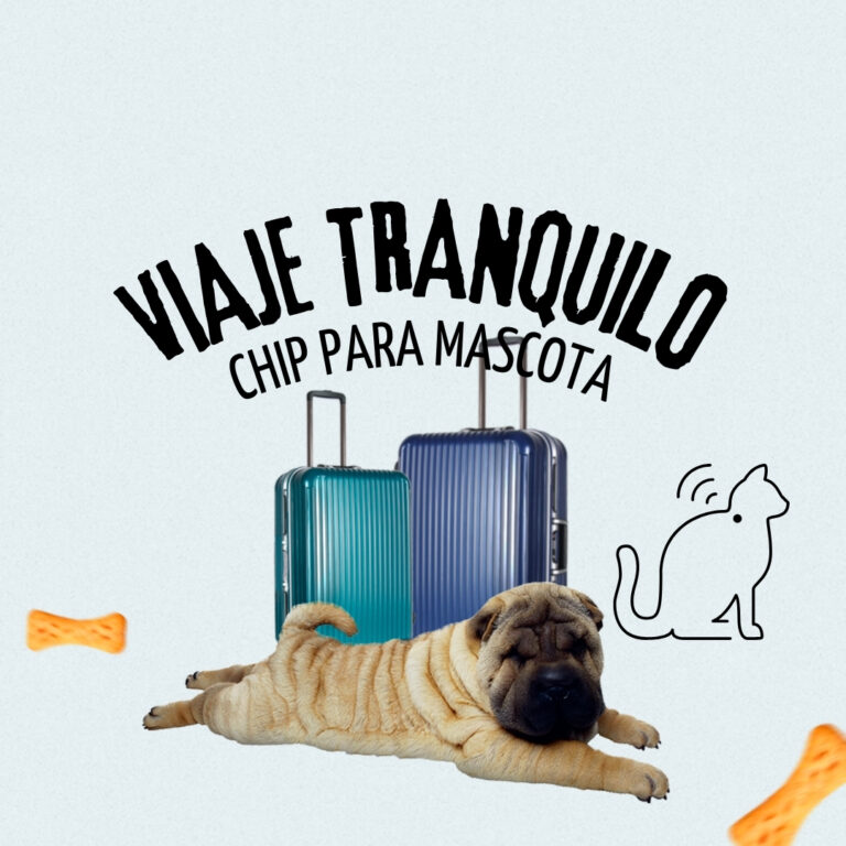 Chip para Mascota: Guía para Viajar con tu mascota