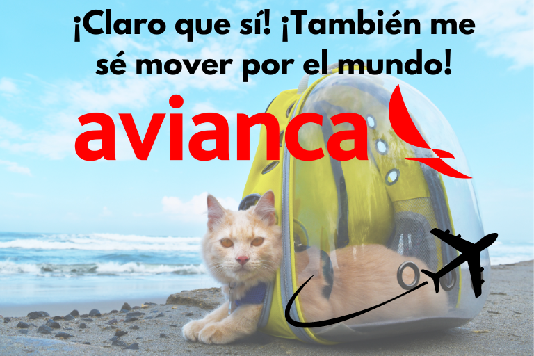 Viajar con mi gato en avianca en colombia