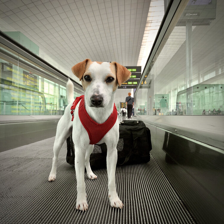 Como viajar con mi  mascota