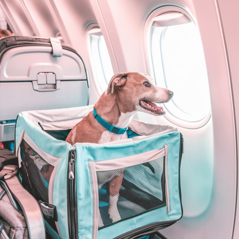 ¿Cuánto cuesta viajar con tu mascota en avión?